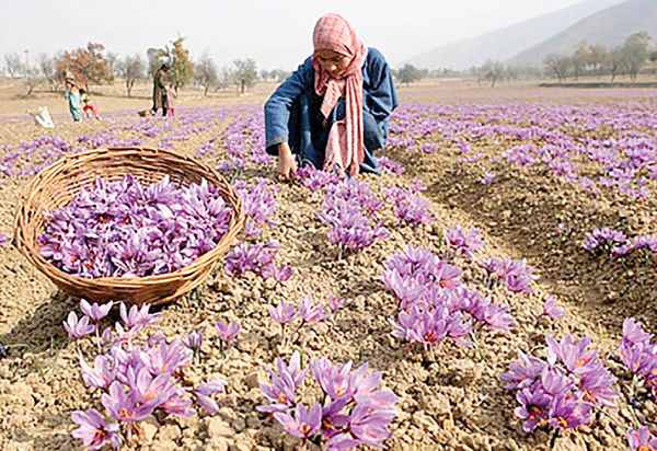 احتمال رشد ۴۰درصدی صادرات طلای سرخ تا پایان سال