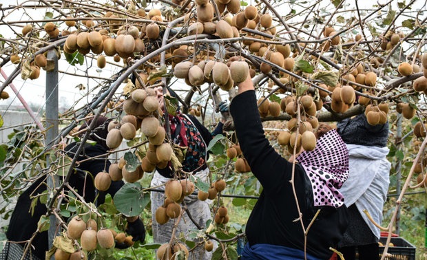 ماجرای عجیب برگشت کیوی‌ های ایرانی