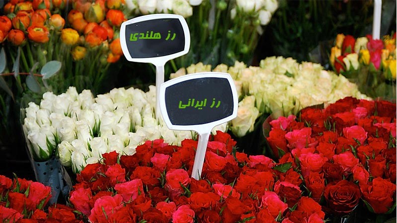 قیمت هر شاخه گل رز برای ولنتاین و روز پدر