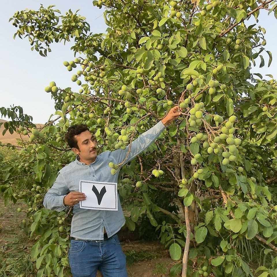 خرید بهترین نهال گردو و نهال بادام برای مناطق معتدل از رویال نهال