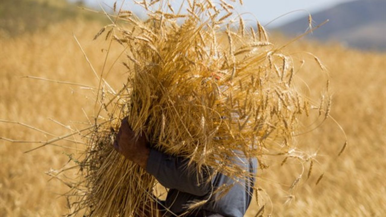 سطح زیر کشت گندم به ۶ میلیون هکتار می رسد