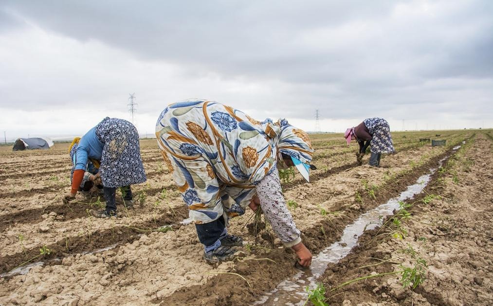 راه‌اندازی ۴۵۰ صندوق اعتبارات خرد زنان روستایی برای اشتغال زایی