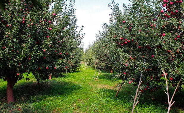 باغات کشور شناسنامه دار می شوند