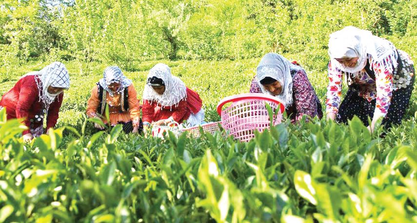 دفترچه الکترونیک برای چایکاران صادر می شود