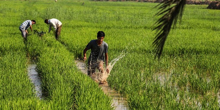 شرایط ذخایر آبی کشور مناسب خودکفایی برنج نیست