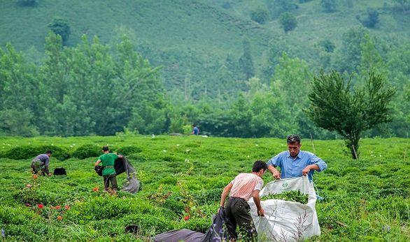 ۳۰ درصد چای کشور در داخل تولید می شود