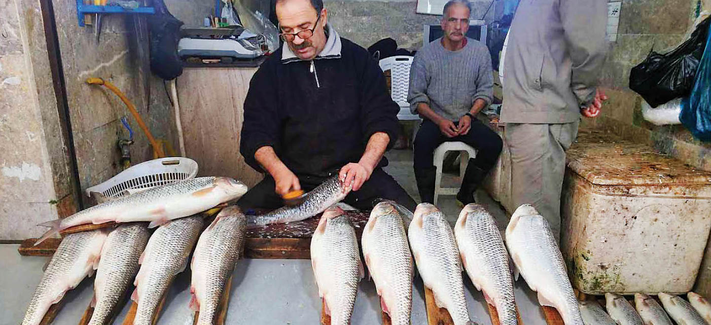 مقایسه قیمت ماهی با مرغ و گوشت در میادین