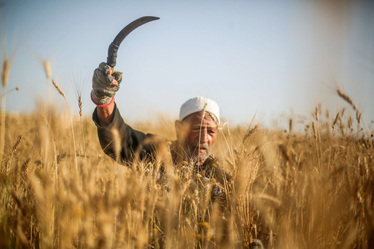 کاهش ۱۲درصدی خرید تضمینی گندم