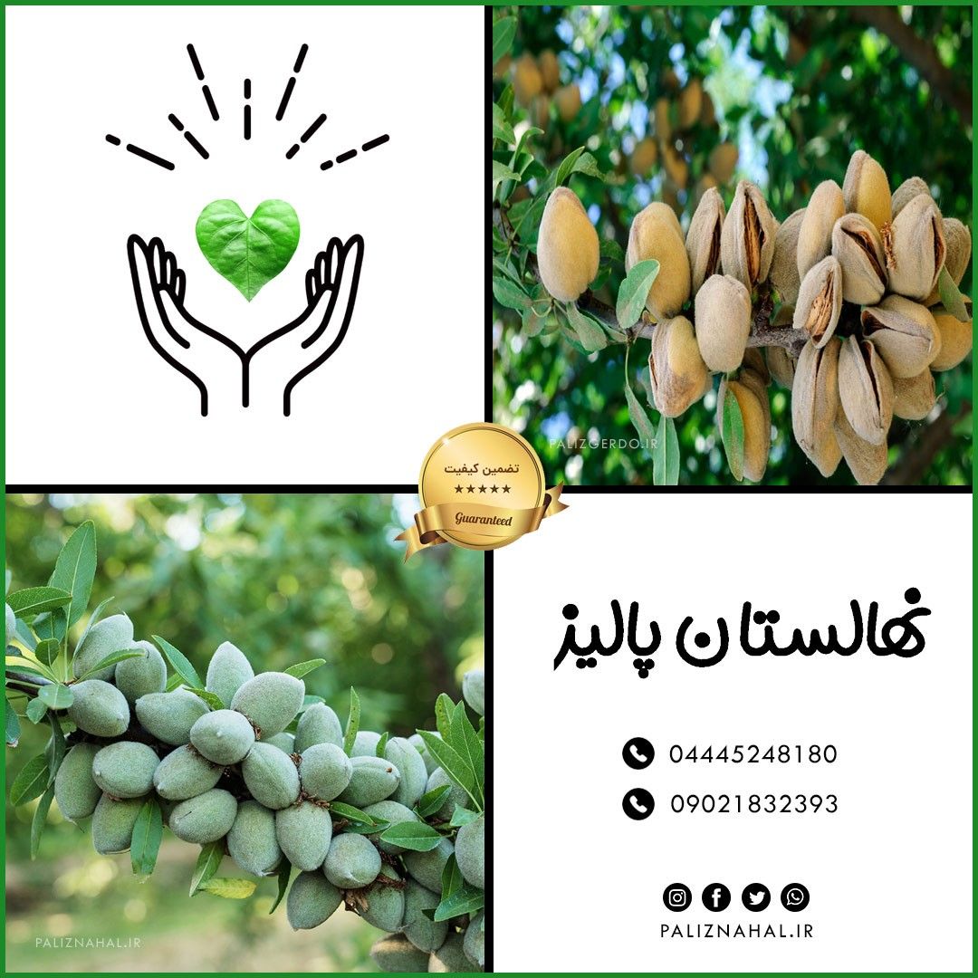 از خرید نهال گردو و احداث نهالستان چه میدانید؟