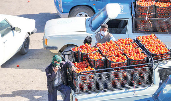 گوجه فرنگی ارزان می شود