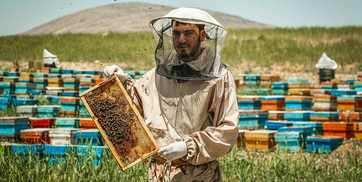 تامین شکر درخواست فوری زنبورداران برای زمستان‌ گذرانی/ افزایش قابل توجه جمعیت پرنده زنبورخوار مهاجر مشکل جدید زنبورداران