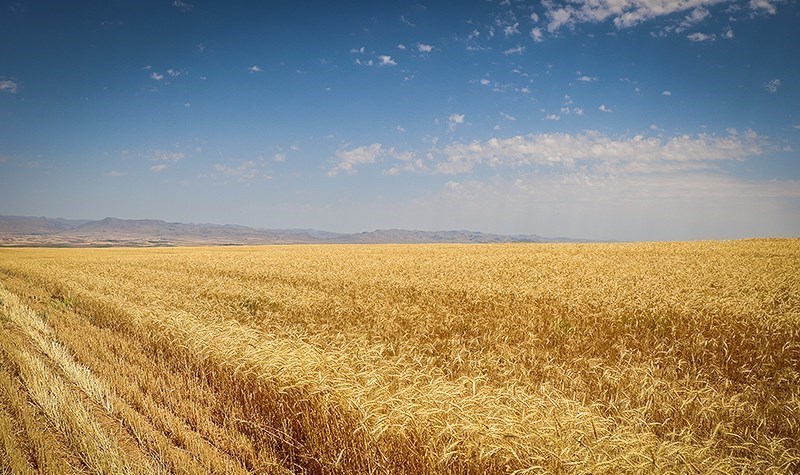 افزایش خرید گندم ایران از بازار جهانی