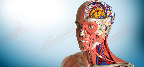 آناتومی اعصاب را بهتر بشناسید