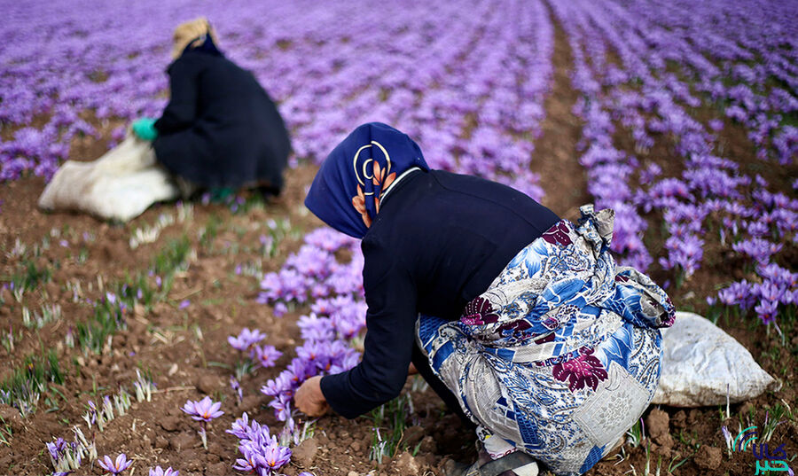 پتانسیل بالای بورس کالا برای زعفران کاران