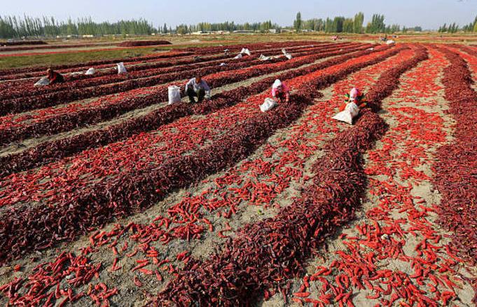 روسیه هم فلفل ایران را پس فرستاد!