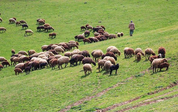 قاچاق روزانه ۲۰ هزار راس دام به کشورهای همسایه