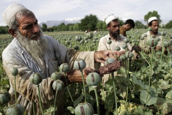 کشت‌ مواد مخدر ممنوع اعلام شد