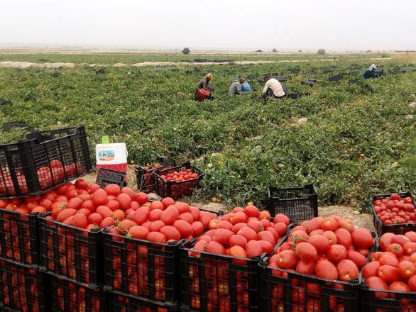 قیمت گوجه فرنگی شکسته شد