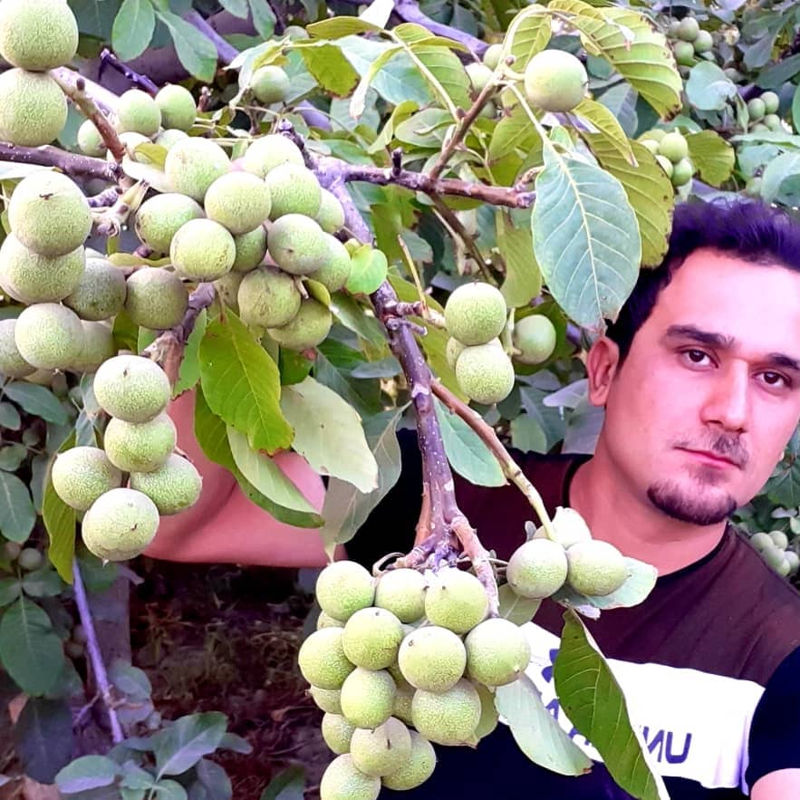 باردهی ۱۶ تن گردو در یک هکتار