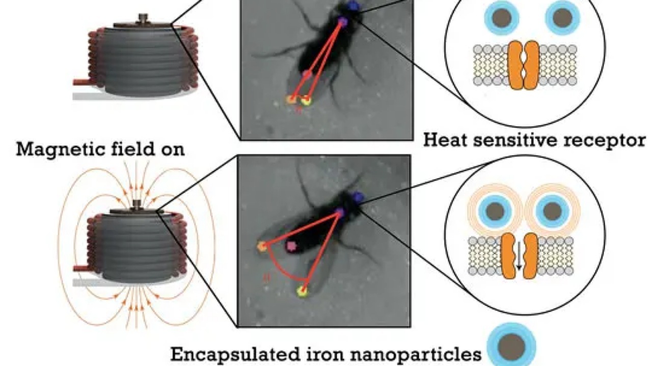 دانشمندان با هک کردن مغز مگس ها آنها را از راه دور کنترل می کنند