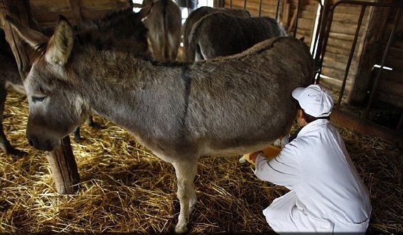 بررسی خواص و فواید شیر الاغ + نظر پزشکان در مورد مصرف آن