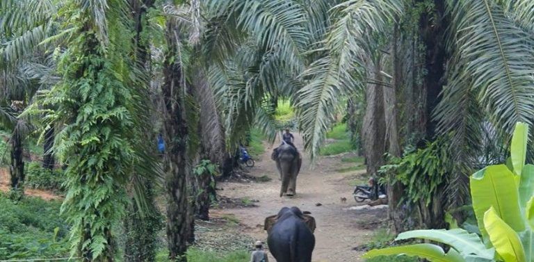 تست بینایی؛ دقیق ترین افراد ببر را می بینند