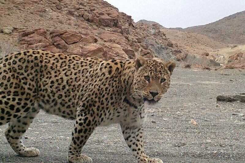 تلاش دلخراش بچه بابون که در دهان پلنگ هم جسد مادر مرده اش را رها نمی کند! + عکس