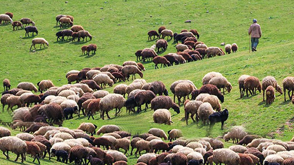 پرداخت وام ۴ درصدی به عشایر استان تهران