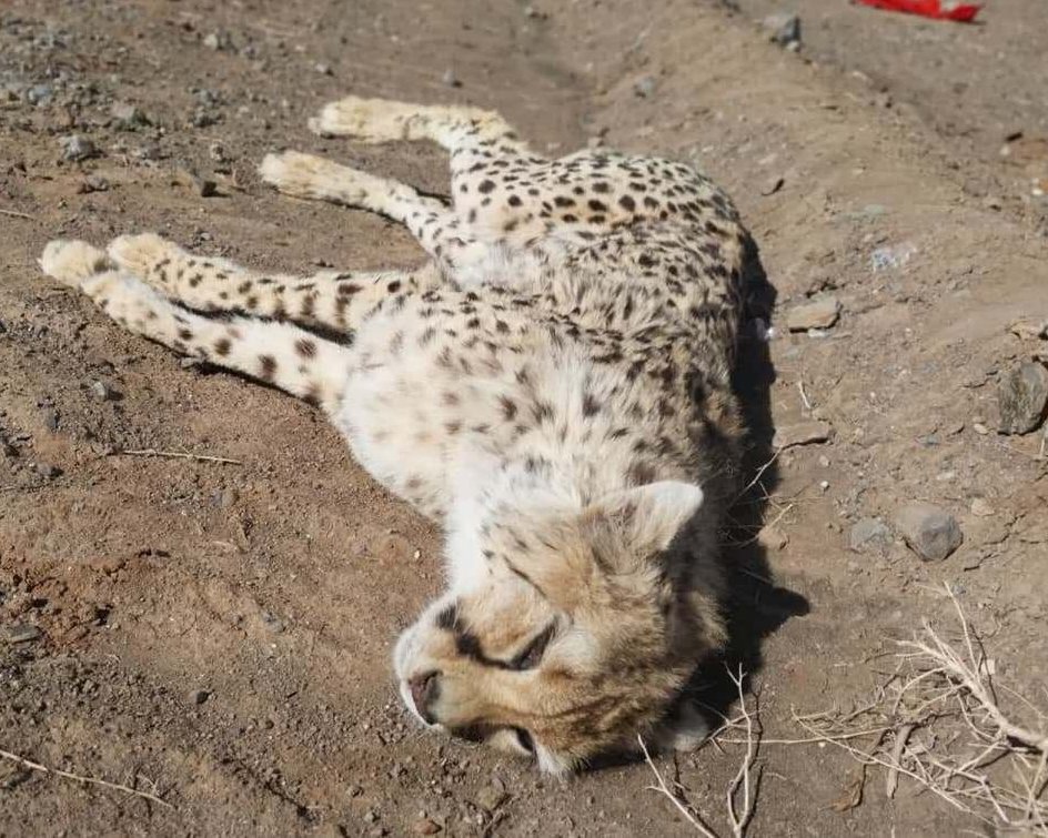 یوز تلف شده در جاده سمنان؛ ۳ قلو باردار بود