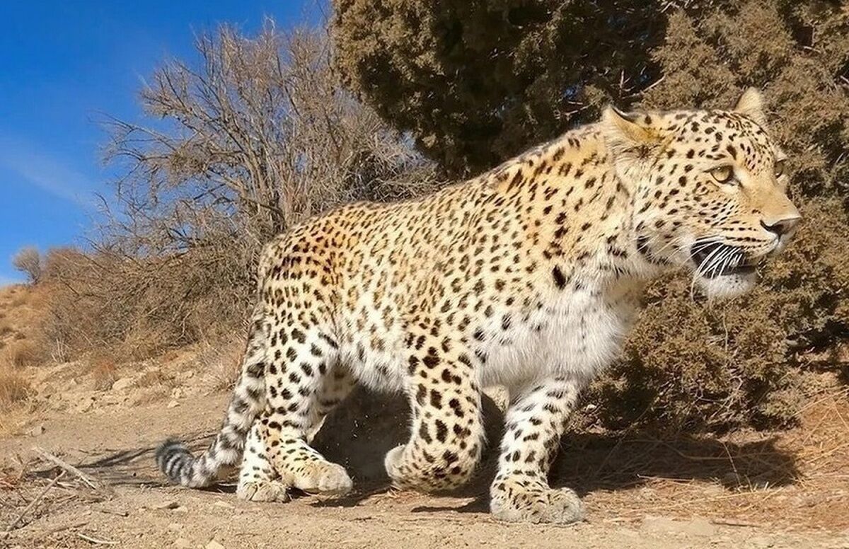 دیده شدن پلنگ در مناطقی از طالقان + فیلم