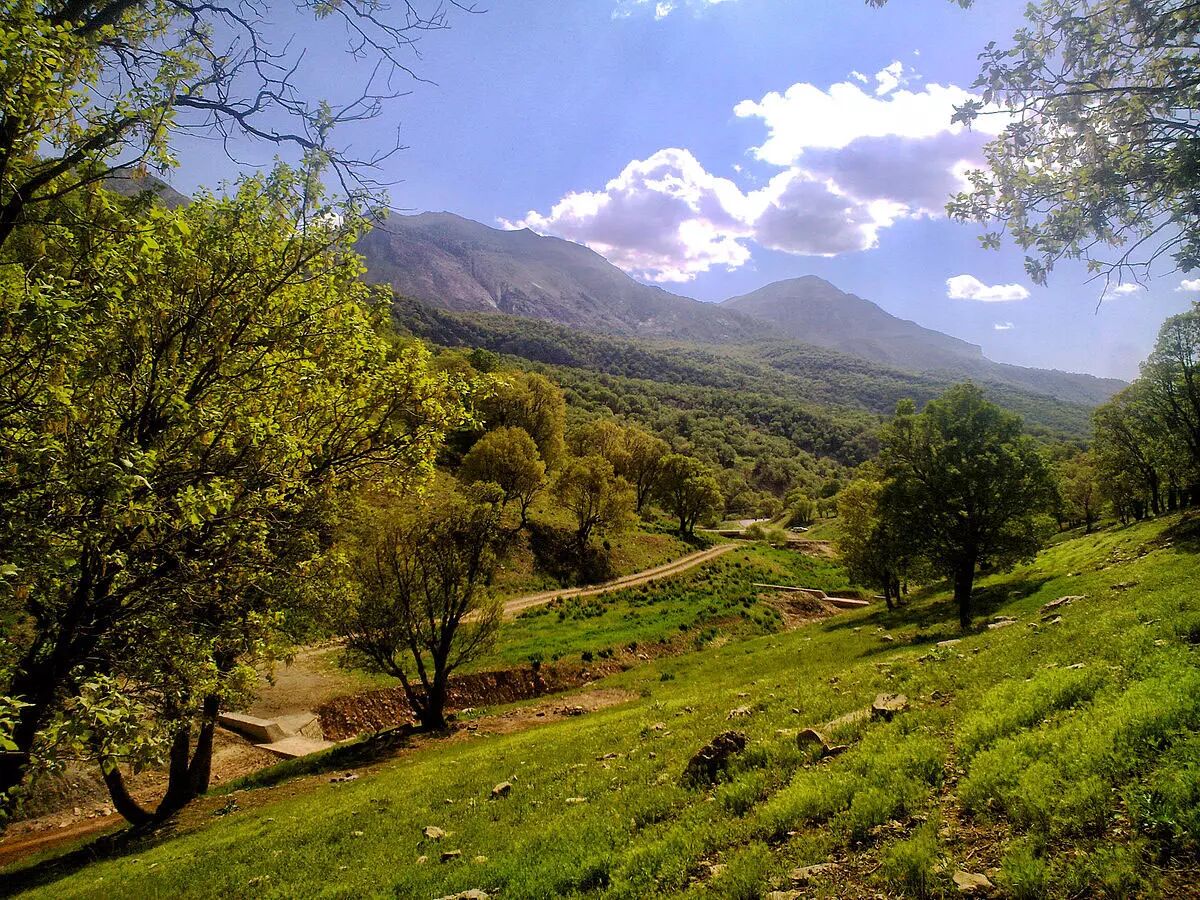 ایران کمتر از یک سوم میانگین دنیا جنگل دارد!