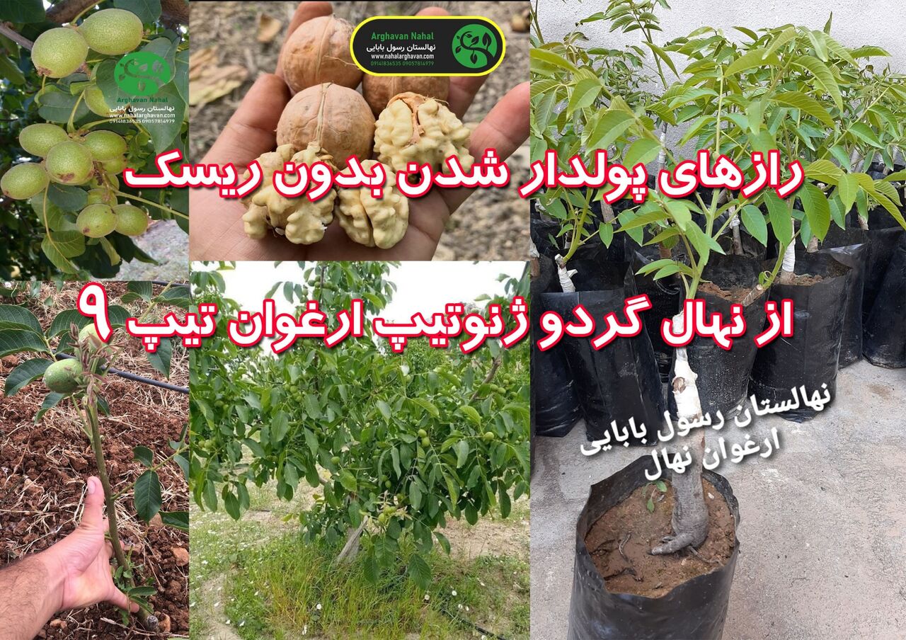 رازهای پولدار شدن بدون ریسک از نهال گردو ژنوتیپ ارغوان تیپ ۹