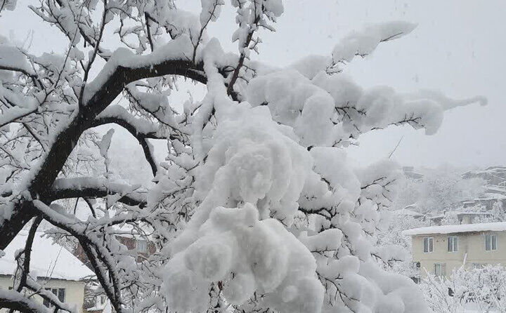 چهره برفی و زیبای کوهستان چالوس