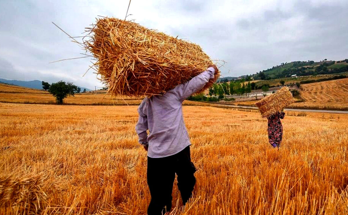 کل مطالبات گندم‌کاران تا ۱۰ روز آینده پرداخت می‌شود