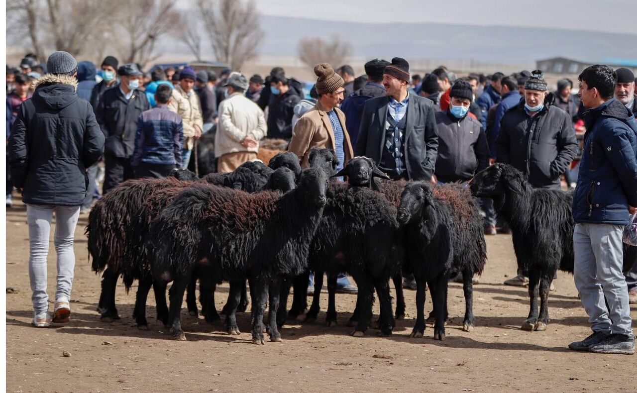 قیمت جدید گوسفند و گوساله زنده در شهرهای مختلف اعلام شد + جدول