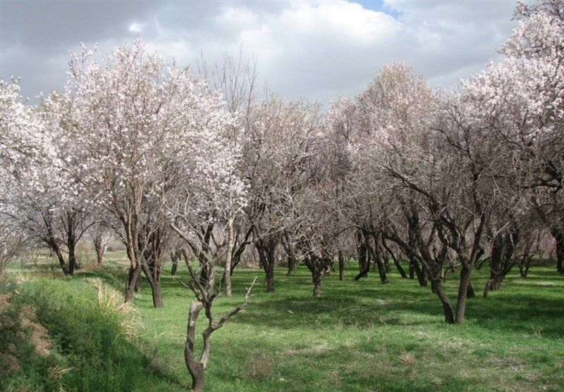 باغستان سنتی قزوین در جیاس ثبت شد