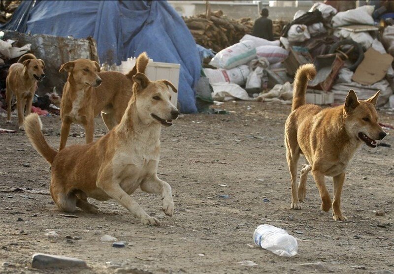 سگ ولگرد ۱۶ نفر را گاز گرفت!