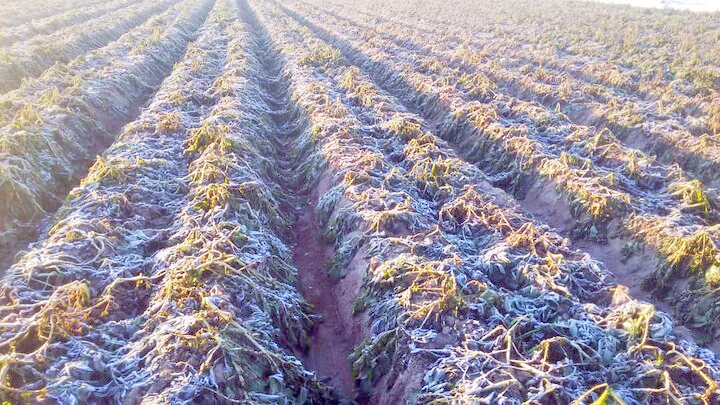 بهترین کود و بذر برای استفاده و کاشت در زمستان بهترین کود و بذر برای استفاده و کاشت در زمستان