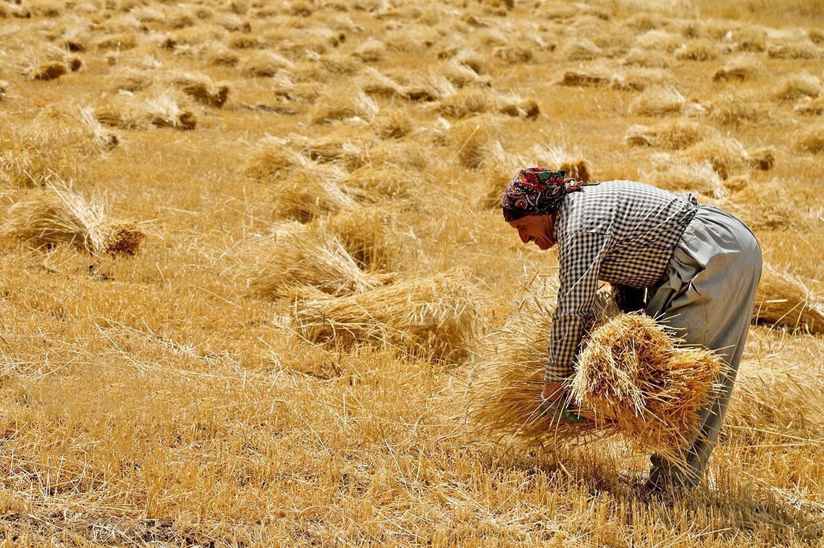 شوک بزرگ به کشاورزان/ آماده یک سال زراعی سخت باشید