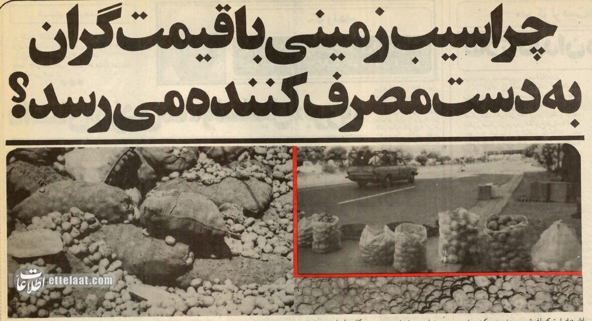 معضل گرانی سیب زمینی هنوز ادامه دارد + عکس معضل گرانی سیب زمینی هنوز ادامه دارد + عکس