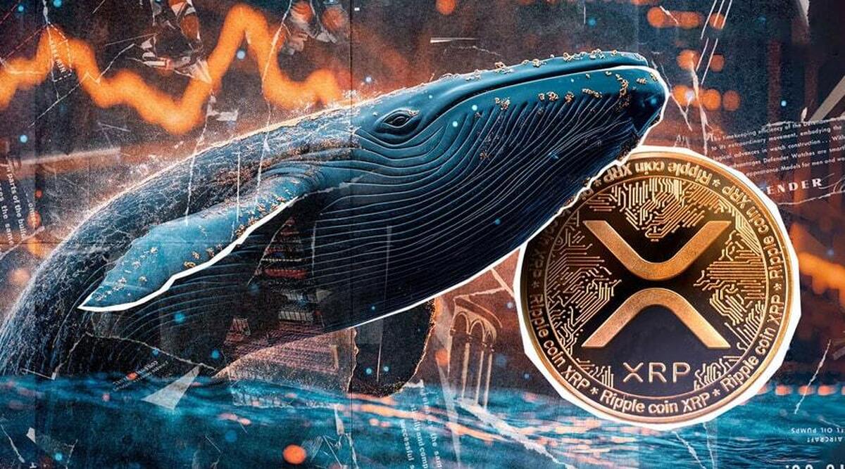 ریپل آماده انفجار قیمتی شد/ نهنگ‌ها ۳.۳ میلیارد دلار XRP انباشت کردند!