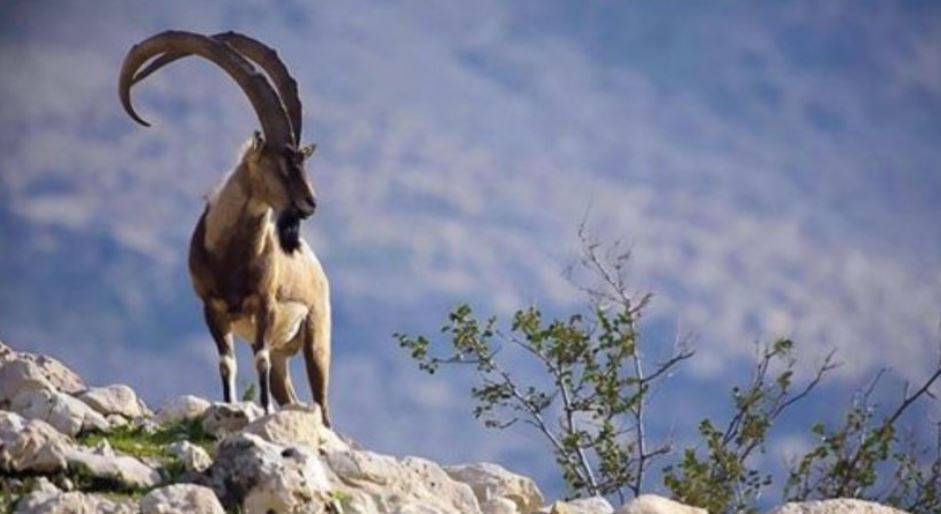 جاذبههای طبیعی کردستان/ زیباترین مقاصد طبیعی این استان جاذبههای طبیعی کردستان/ زیباترین مقاصد طبیعی این استان