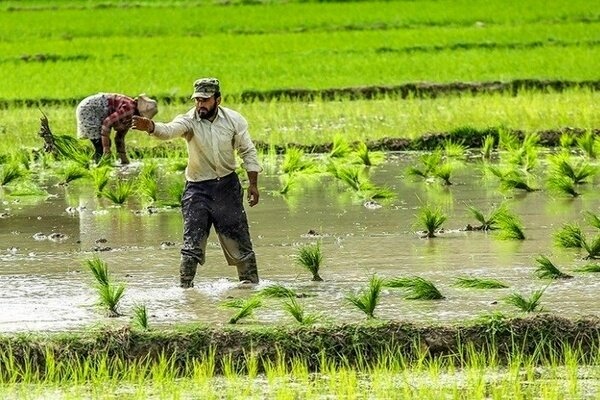 نشاء ۷۰ هزار هکتاری شالیزارهای گیلان