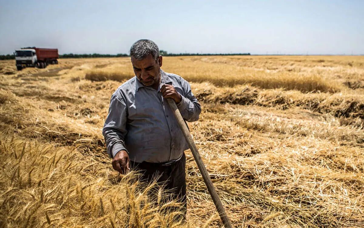 پرداخت مطالبات گندمکاران به کجا رسید؟