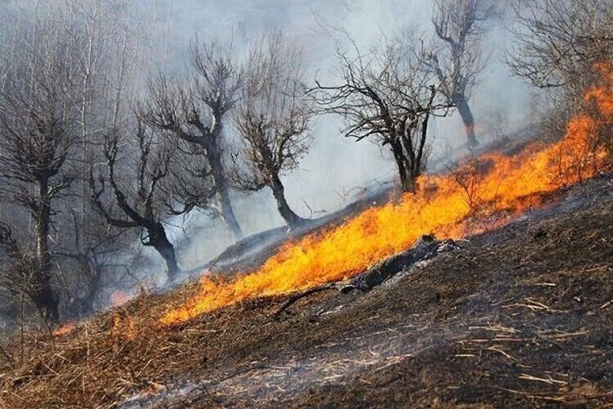 هشدار مهم درباره آتش‌سوزی در جنگل‌ها