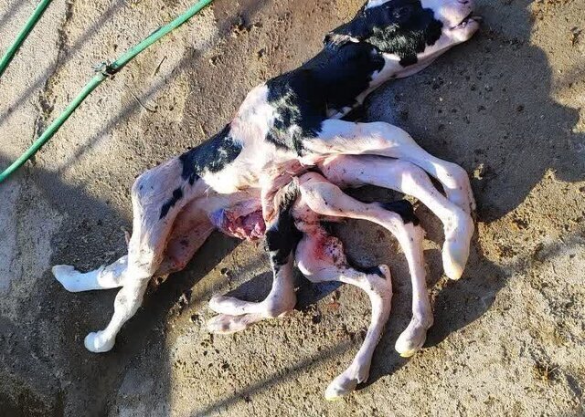 تولد گوساله عجیب الخلقه در کاشمر با ۸ دست و پا+ عکس تولد گوساله عجیب الخلقه در کاشمر با ۸ دست و پا+ عکس