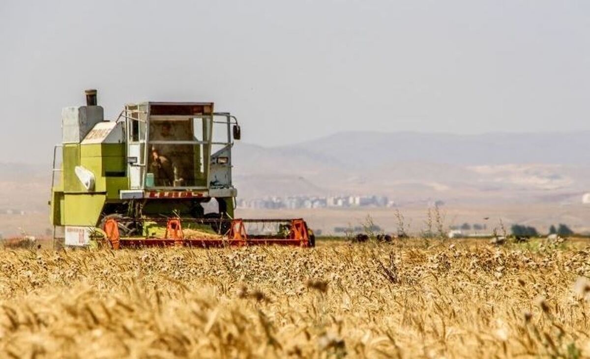 زمان پرداخت مطالبات گندمکاران اعلام شد