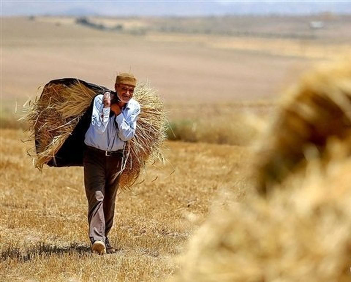 مطالبات گندم‌ کاران پرداخت شد