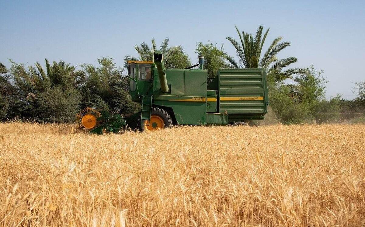 مطالبات گندمکاران کِی پرداخت می‌شود؟