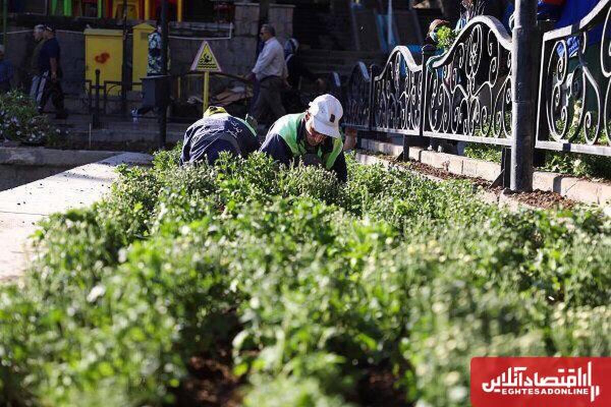 شهرداری تبریز با کاشت ۲.۵ میلیون بوته گل به استقبال پاییز می‌رود